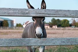 Donkey from Slypskapelle by Luna Verbrugghe