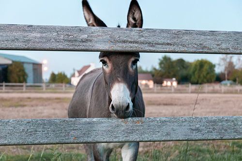 Esel von Slypskapelle
