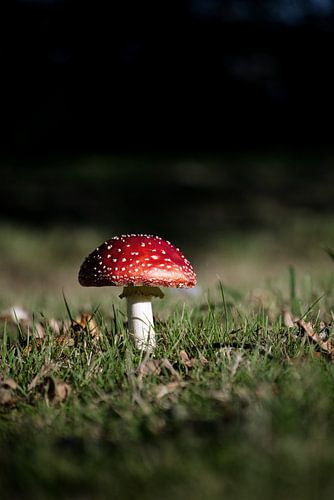 Einsames Gnom-Häuschen