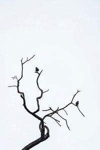 Oiseau se reposant sur des branches dénudées - Minimalist Harmony