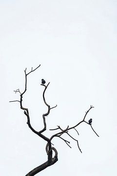 Vogelrust op Kale Takken Minimalistische Harmonie Vleermuisvalk van Femke Ketelaar