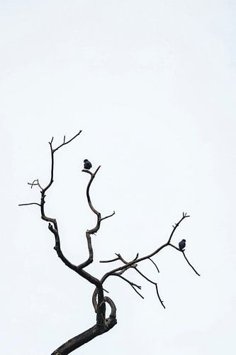 Oiseau se reposant sur des branches dénudées - Minimalist Harmony