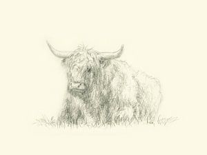 Bœuf des Highlands au repos Dessin au crayon