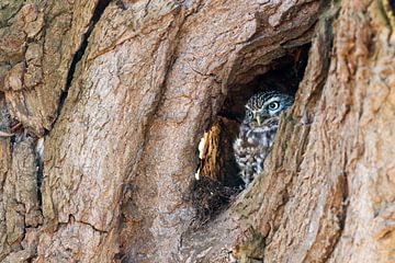 little owl in a tree sur Patries Photo