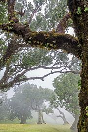 Forêt de lauriers dans le brouillard sur Thomas Herzog
