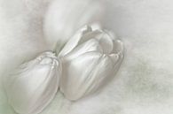 Weiße Tulpen von Ellen Driesse Miniaturansicht