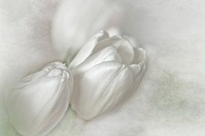 Weiße Tulpen von Ellen Driesse
