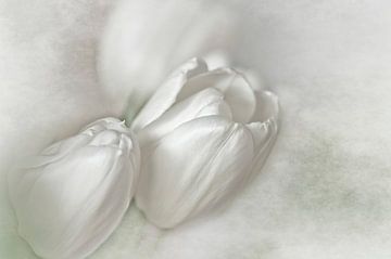 Tulipes blanches sur Ellen Driesse