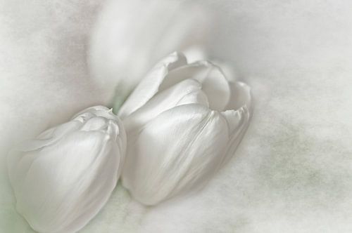 White Tulips