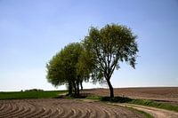 Cultuurlandschap in de glooiing van Zuid Limburg, Nederland.
