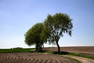 Cultuurlandschap in de glooiing van Zuid Limburg, Nederland. van Marjolein Zijlstra