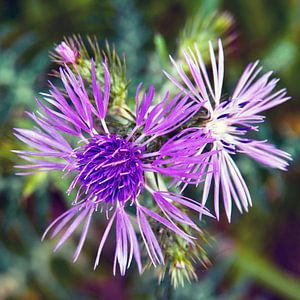 Lila Distel-Blüten im sonnigen Frühlingslicht 