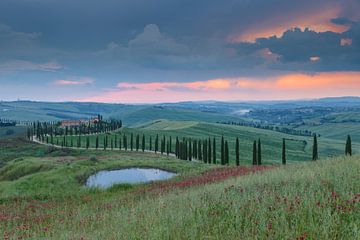 Cipressenlaan in Toscane van Menno Schaefer