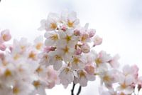 White blossom