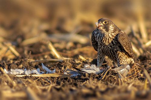 Slechtvalk eet zijn prooi in een veld