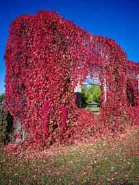 Magdebourg - L'automne au Herrenkrugpark sur Thomas Bugdoll