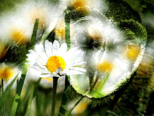 Barn owlDaisy