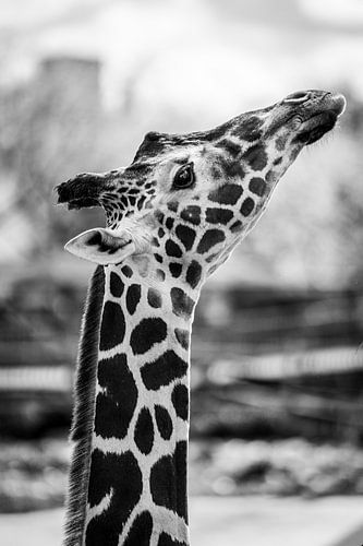 Girafe noir et blanc