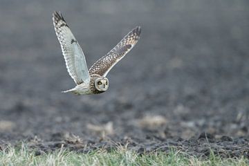 Velduil  van Menno Schaefer