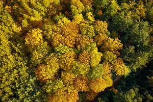 Herbstwald mit bunten Blättern von oben gesehen