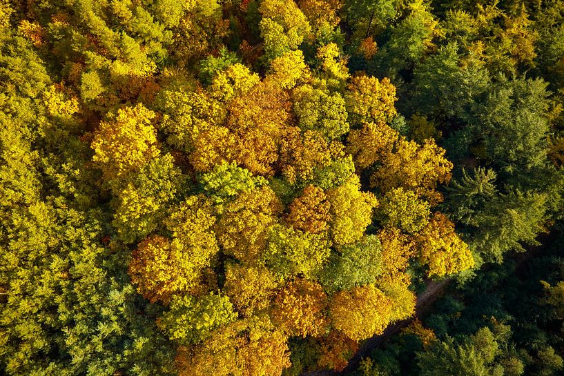 Herfstbos met kleurrijke bladeren van bovenaf gezien van Sjoerd van der Wal Fotografie