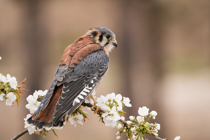 Spring branch by Michael van Eijk