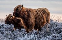 Schotse hooglanders