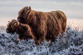 Scottish Highlanders by Durk-jan Veenstra