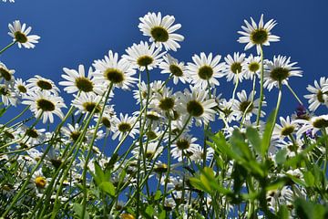 Un champ de fleur de marguerite en fleur sur Claude Laprise