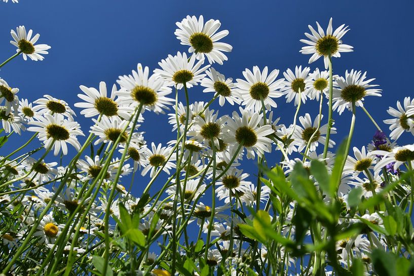 A field of flowering daisies by Claude Laprise