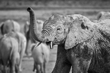 Elephant in Namibia sur Family Everywhere