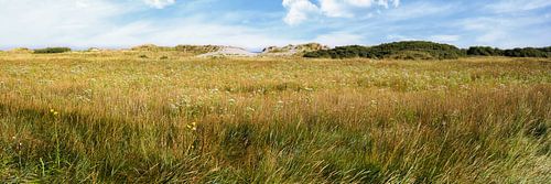 Dünen von Goeree mit Salzwiesen und Salzsümpfen