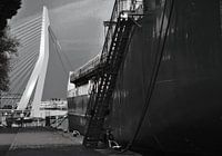 De Zwaan kijkt toe, Rotterdam