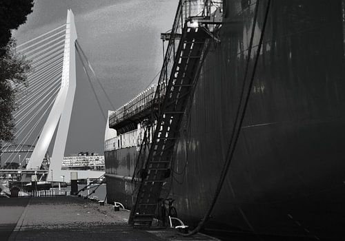 Le Cygne domine tout, Rotterdam