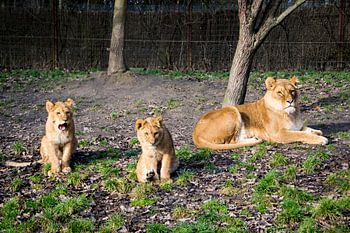 Leeuwin met welpjes