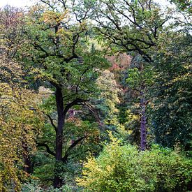 Autumn forest landscape by Marcel Boelens