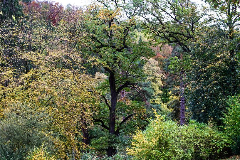 Paysage forestier d'automne par Marcel Boelens