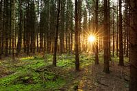 Sunlight through the trees - Zwaneveldsgat (Kolham- Netherlands)