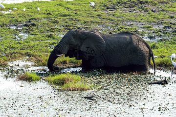 Un éléphant dans les eaux du parc national de Chobe sur Merijn Loch
