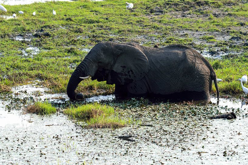 Elephant in the waters of Chobe National Park by Merijn Loch