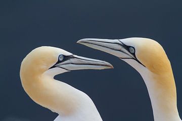 Love you to the moon and back ii (gannets) von Kris Hermans