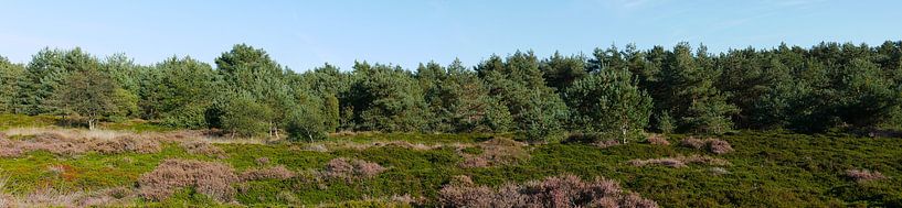 forest edge of Scots Pine on the mandatory field by Wim vd Neut