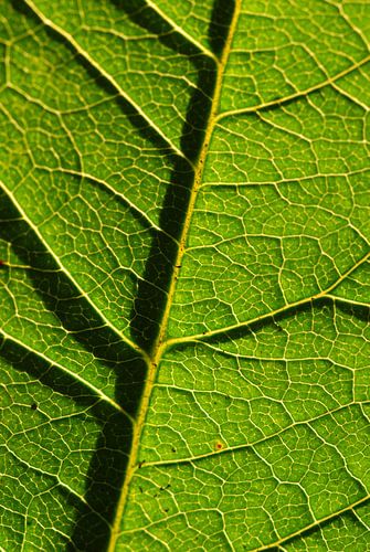 Bladnervenstructuur verticaal