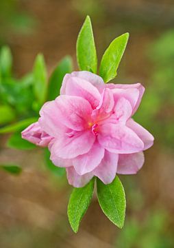Roze rododendron Azalea's Bloem van Iris Holzer Richardson