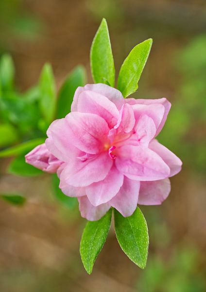 Pink Rhododendron Azaleas Flower by Iris Holzer Richardson