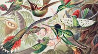 Hummingbirds, crop, Ernst Haeckel by Details of the Masters thumbnail