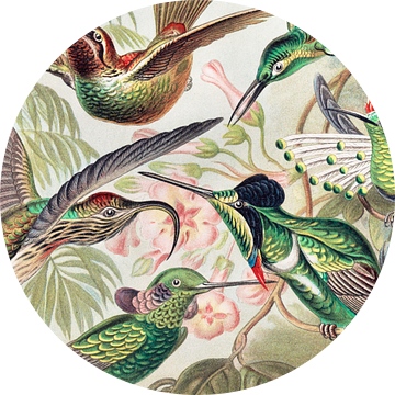 Kolibries, uitsnede, Ernst Haeckel van Details of the Masters