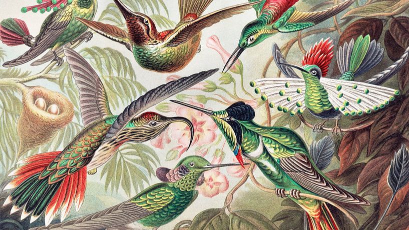 Hummingbirds, crop, Ernst Haeckel by Details of the Masters