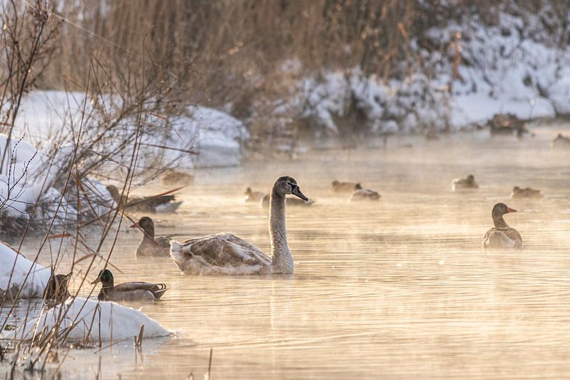 Des cygnes dans l'eau par Stefanie Wouters-Kersten