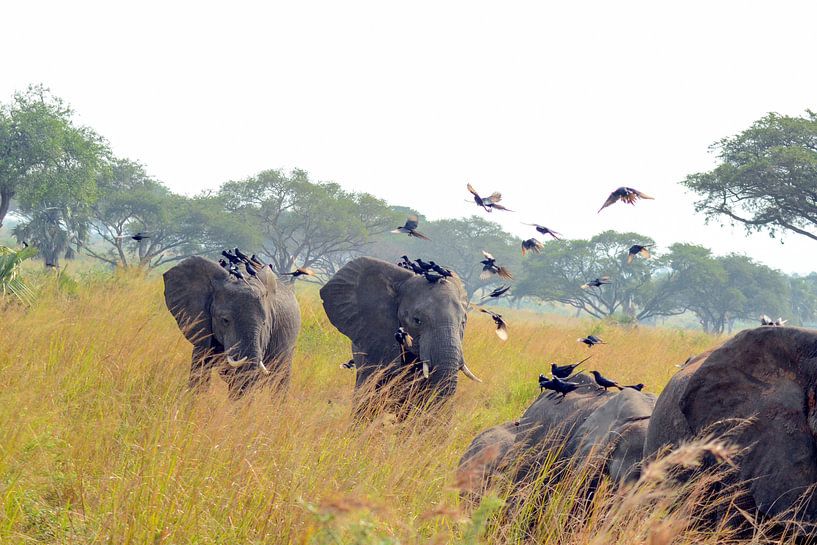 Famille d'éléphants et oiseaux en Ouganda (Afrique) par linda ter Braak